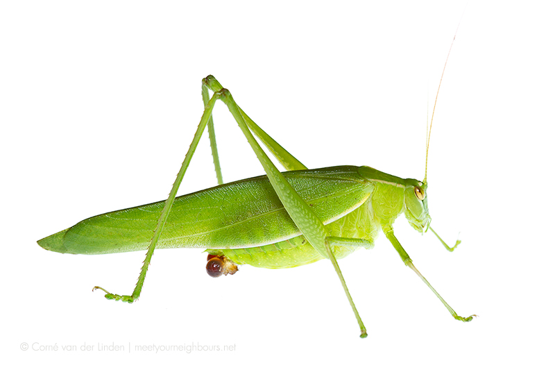 <!--Caedicia simplex, Common garden katydid-->